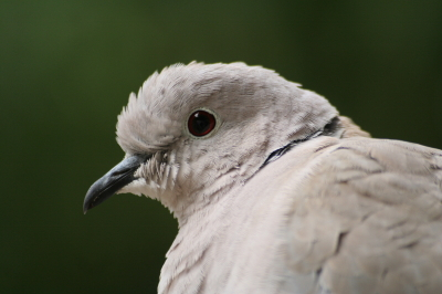 Collared Dove