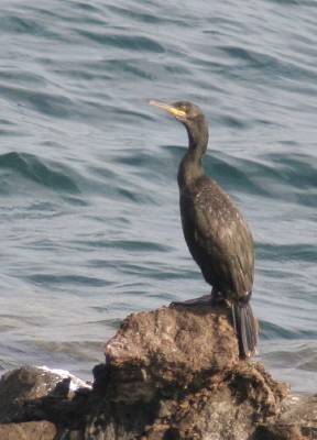 Cormorant