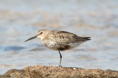 Dunlin
