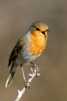 Robin
