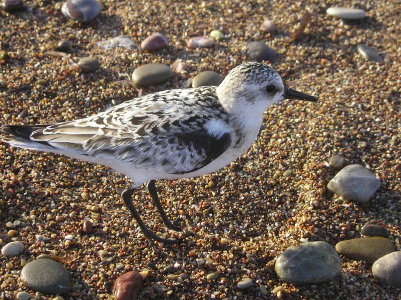 Sanderling