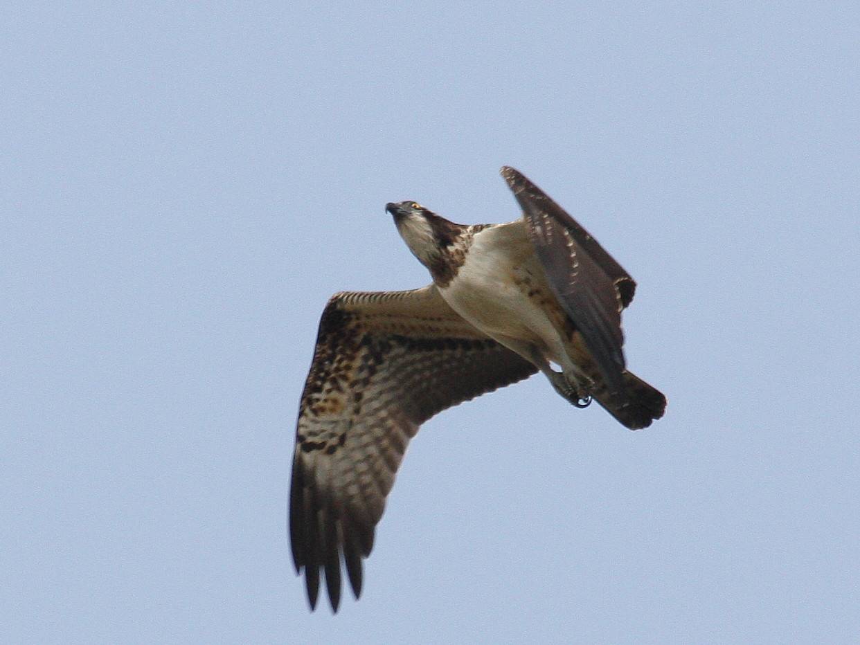 Osprey