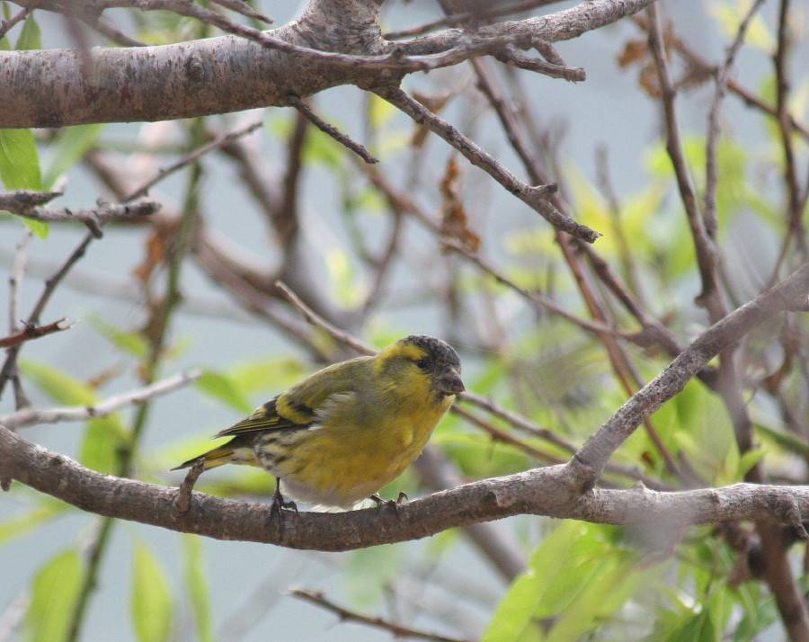 Siskin