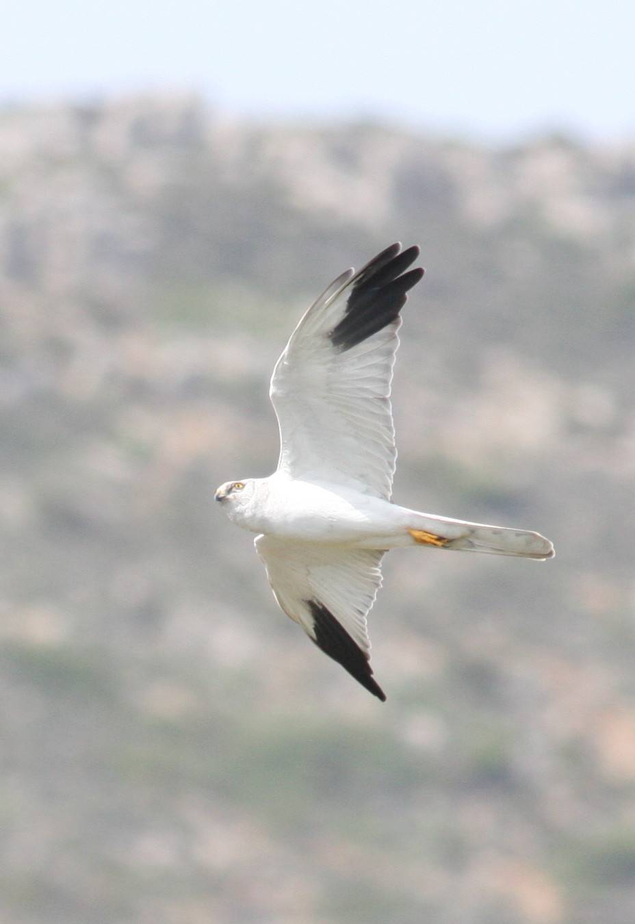 Pallid Harrier