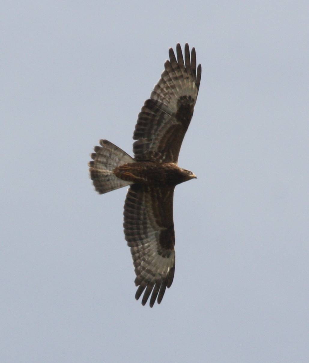 Honey Buzzard
