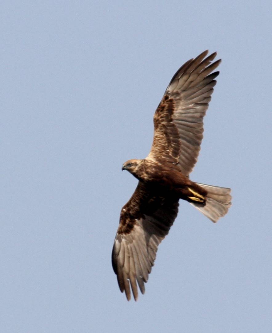 Marsh Harrier