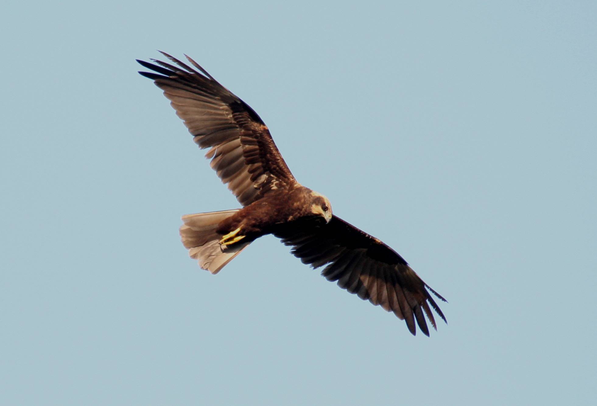 Marsh Harrier