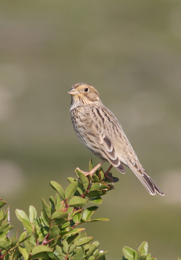 Corn Bunting