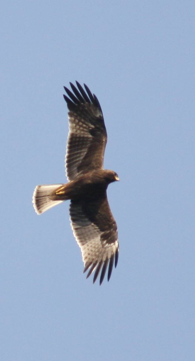 Booted Eagle