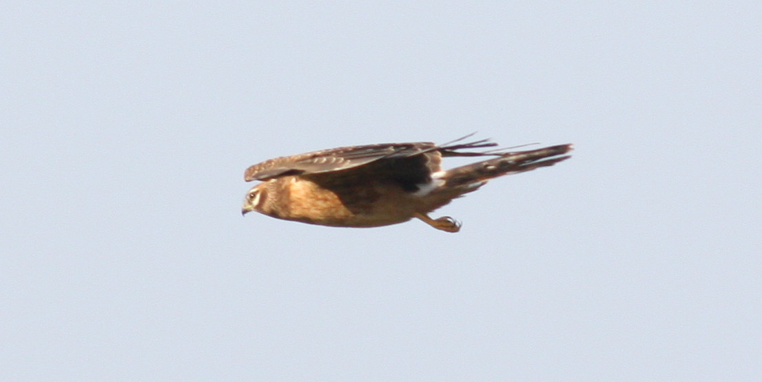 Pallid Harrier