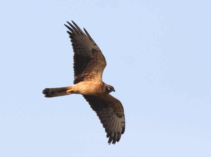 Pallid Harrier