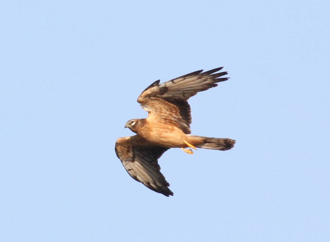 Pallid Harrier