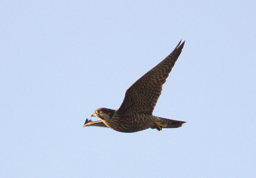 Peregrine Falcon