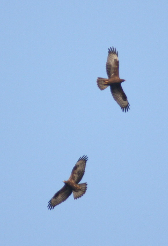 Honey Buzzard