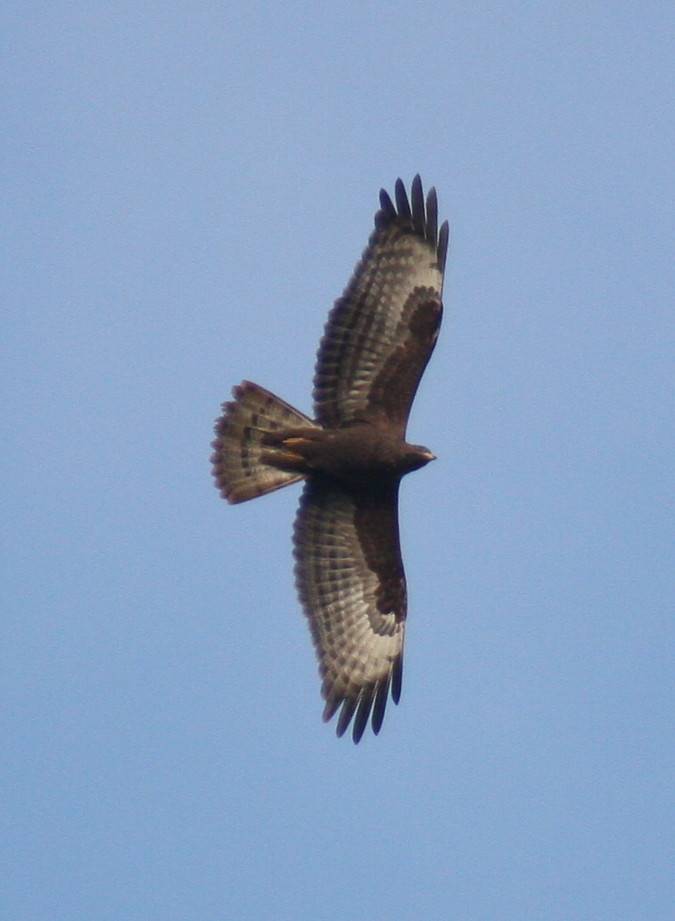 Honey Buzzard