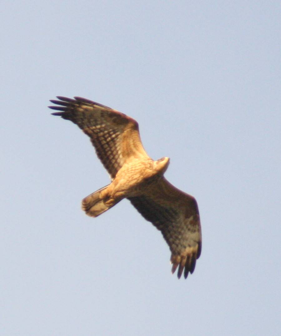 Honey Buzzard