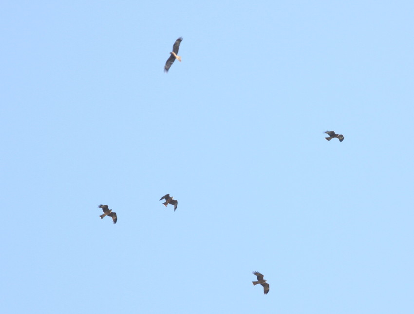 Black Kite on migration