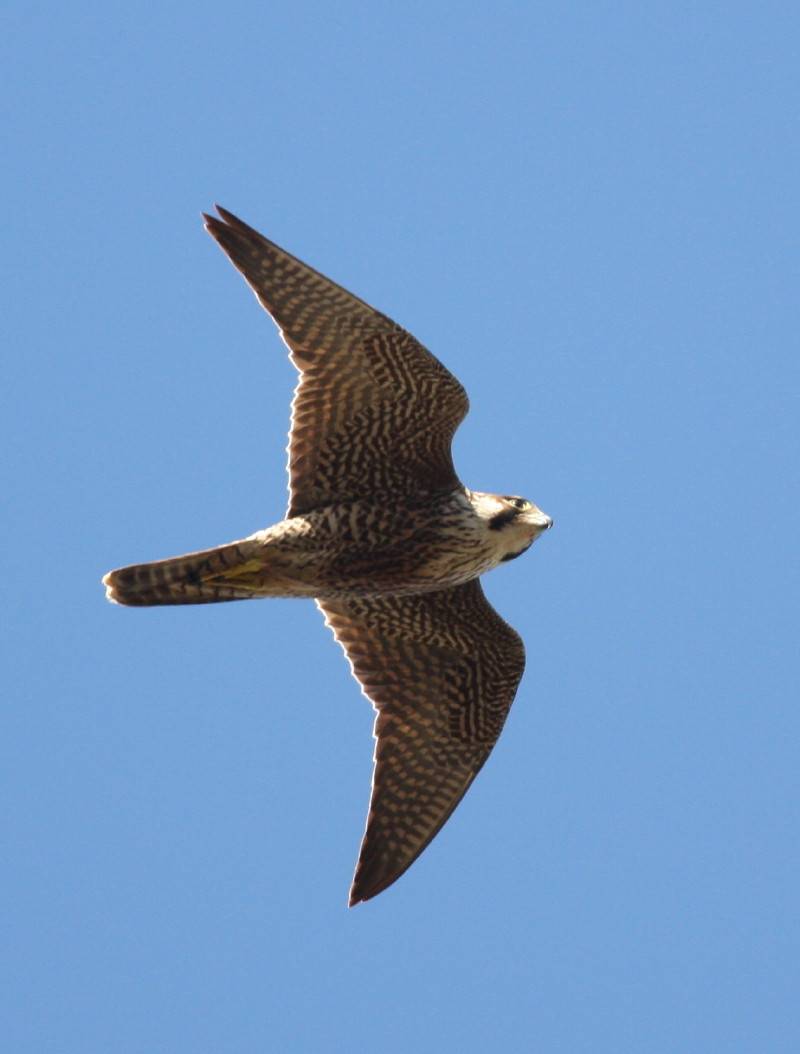 Peregrine Falcon