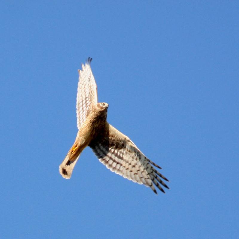 Pallid Harrier