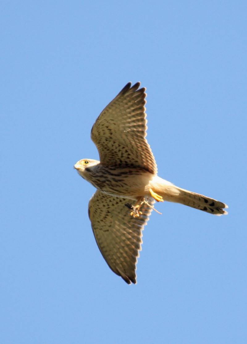 Kestrel
