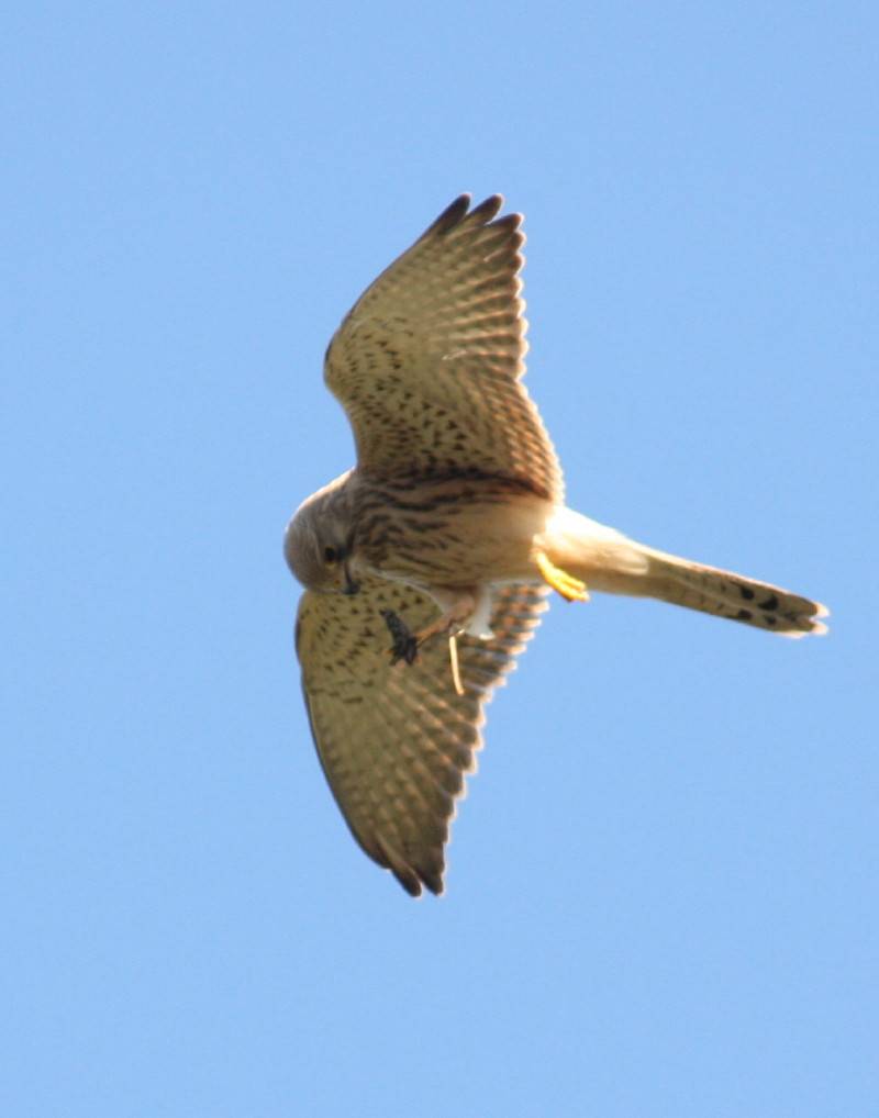 Kestrel