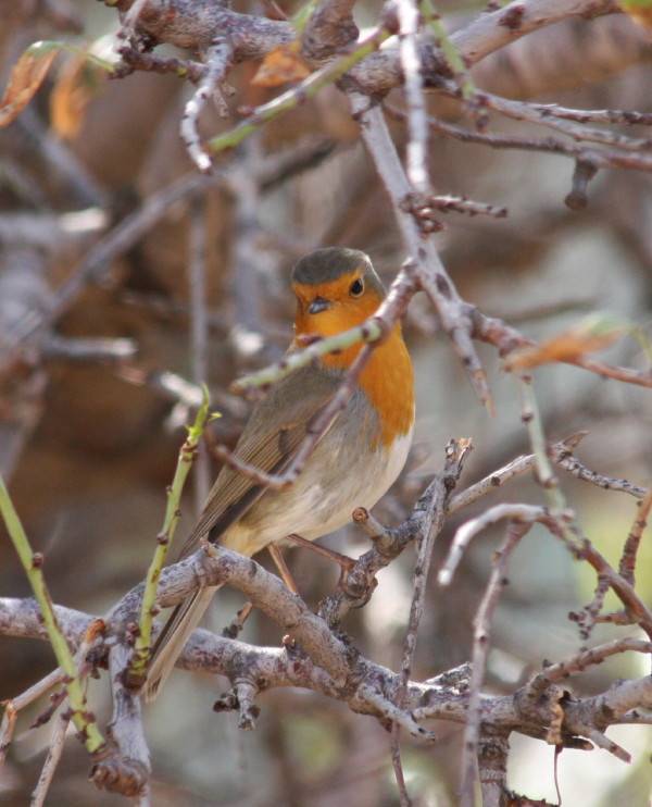 Robin