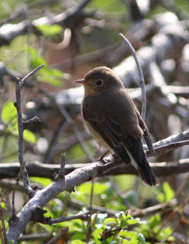 Red-breasted Flycatcher