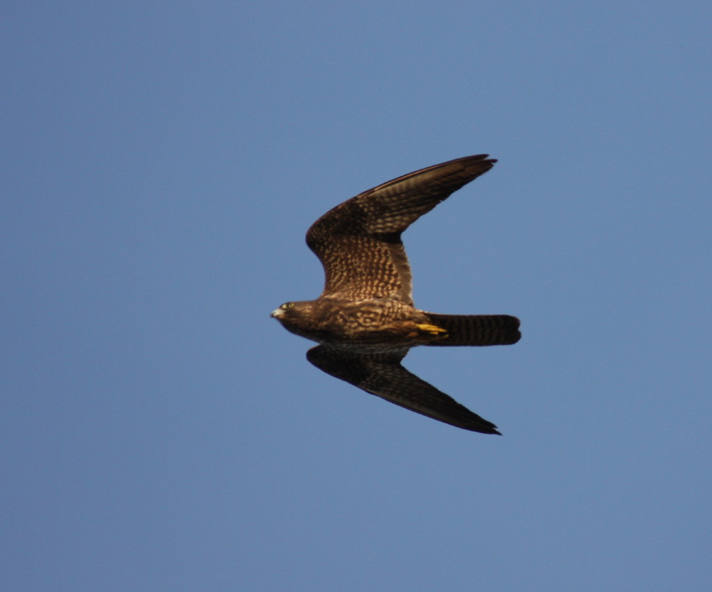 Eleonora's Falcon