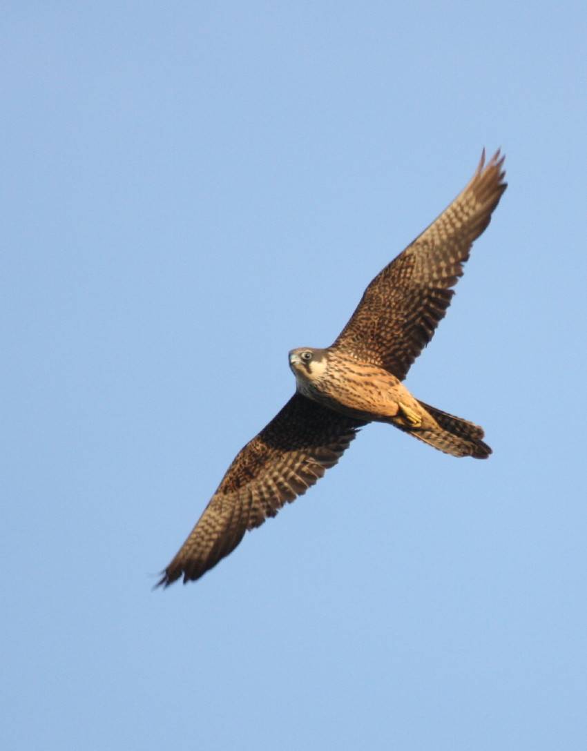 Eleonora's Falcon