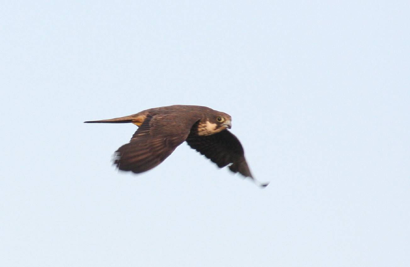 Eleonora's Falcon