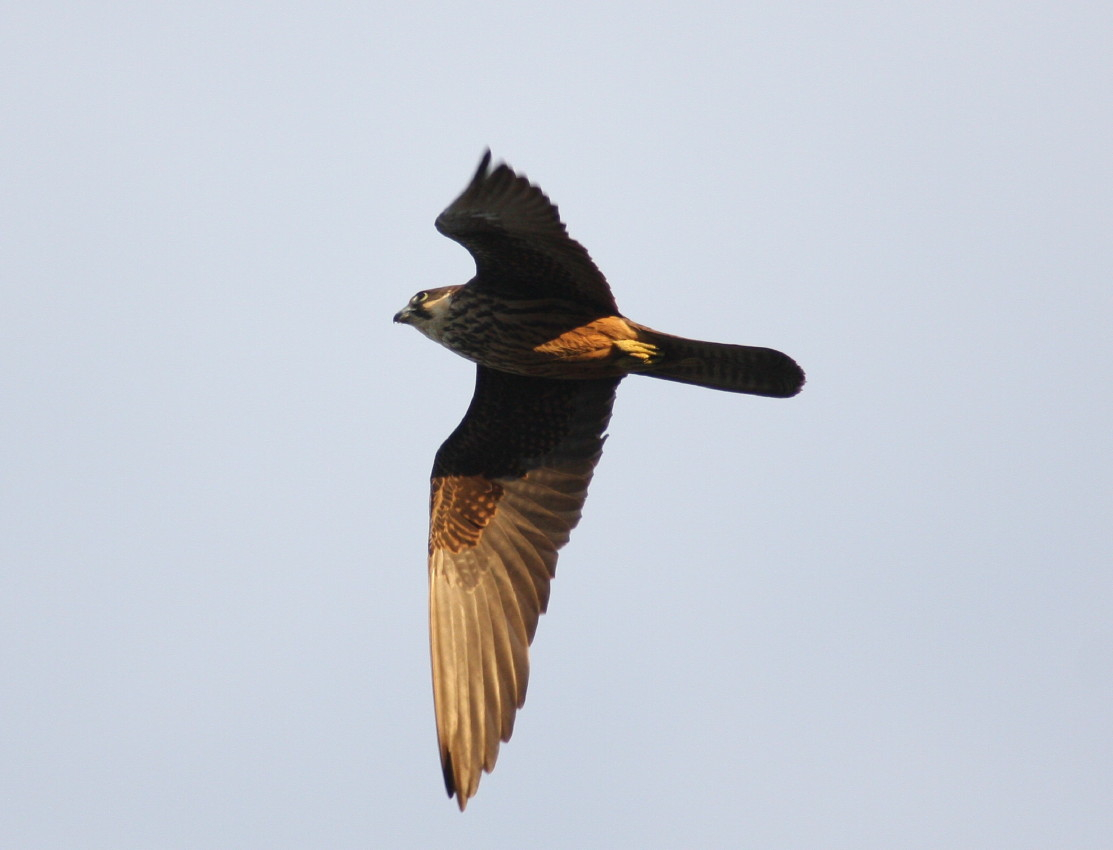 Eleonora's Falcon