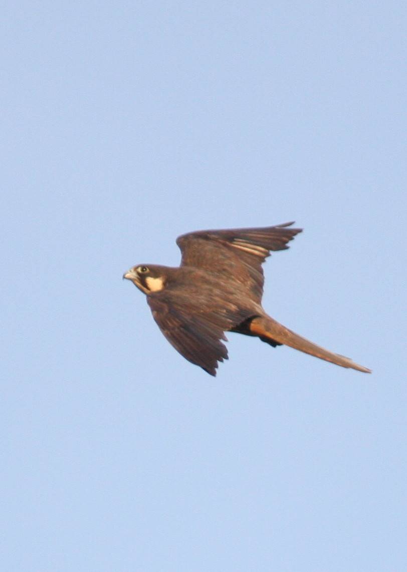Eleonora's Falcon