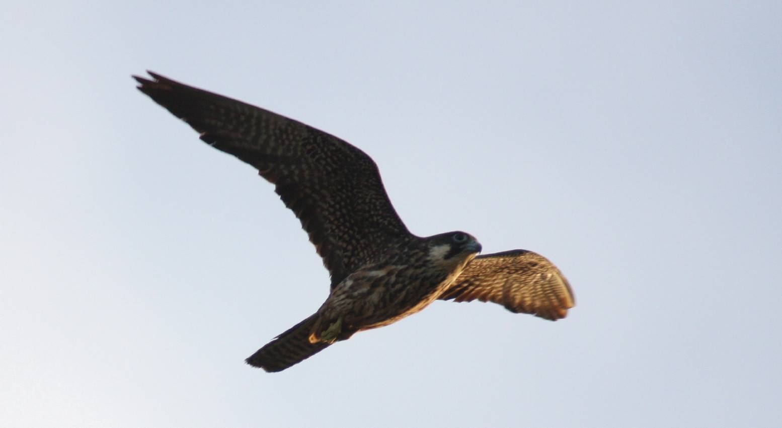 Eleonora's Falcon