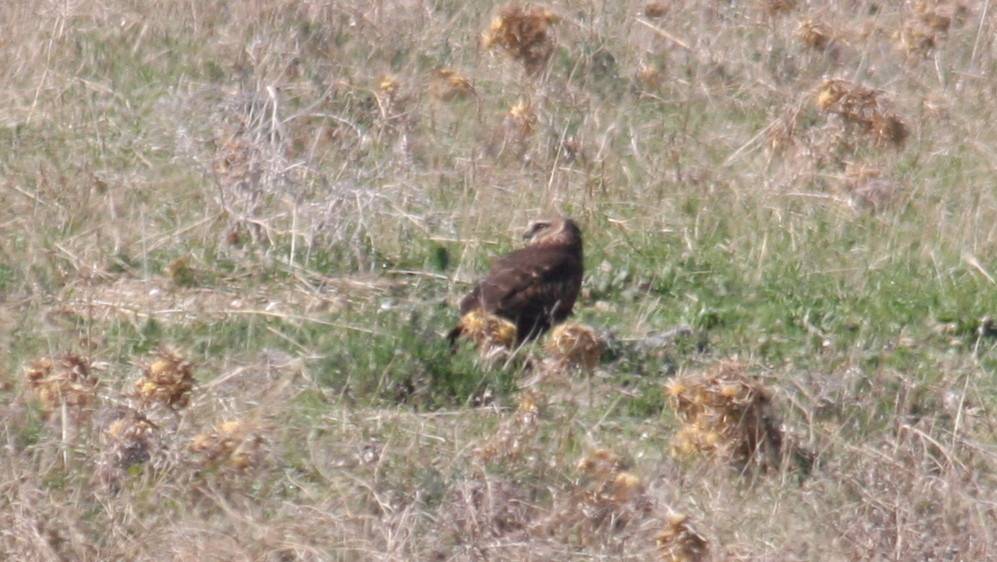 Pallid Harrier