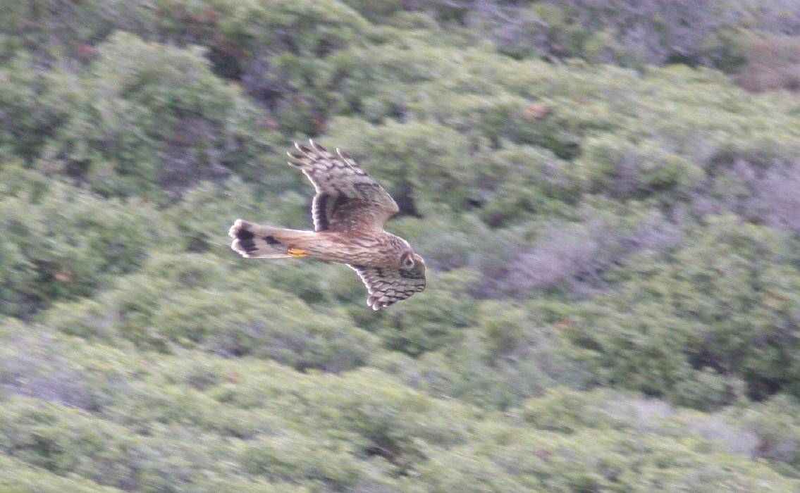 Pallid Harrier