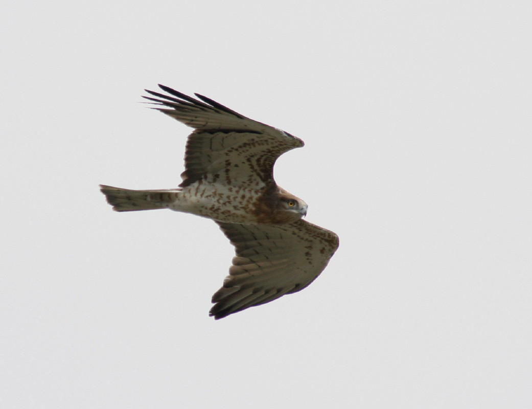 Short-toed Eagle
