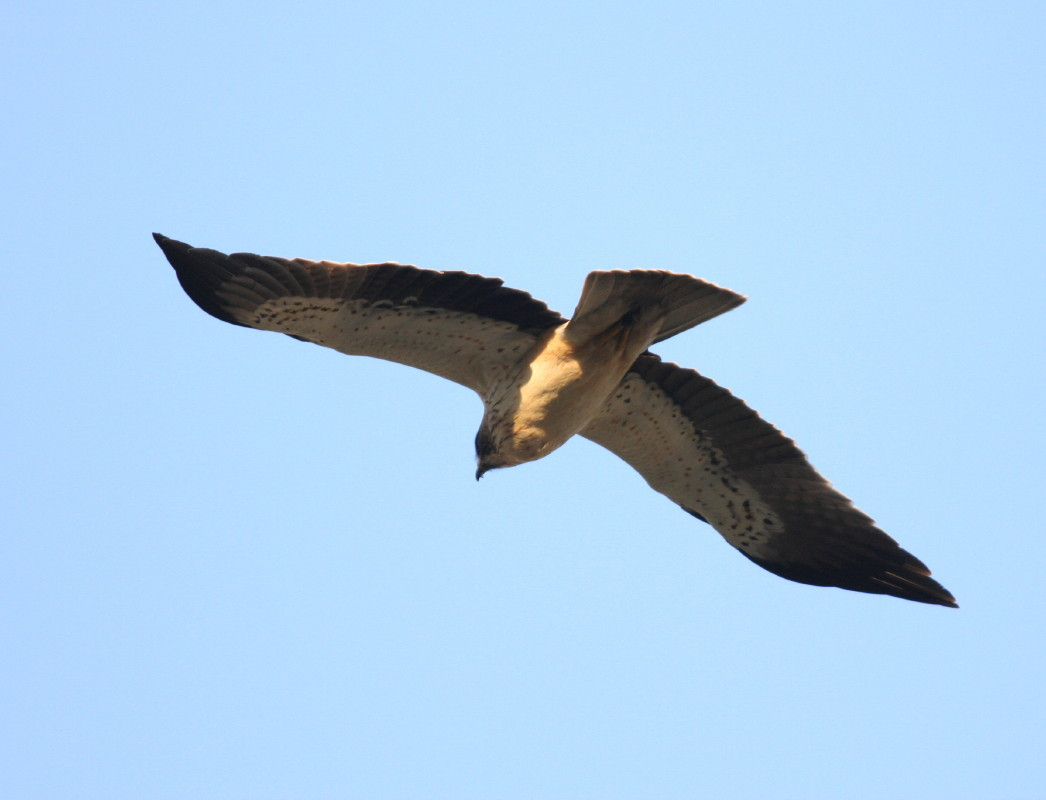 Booted Eagle, pale morph