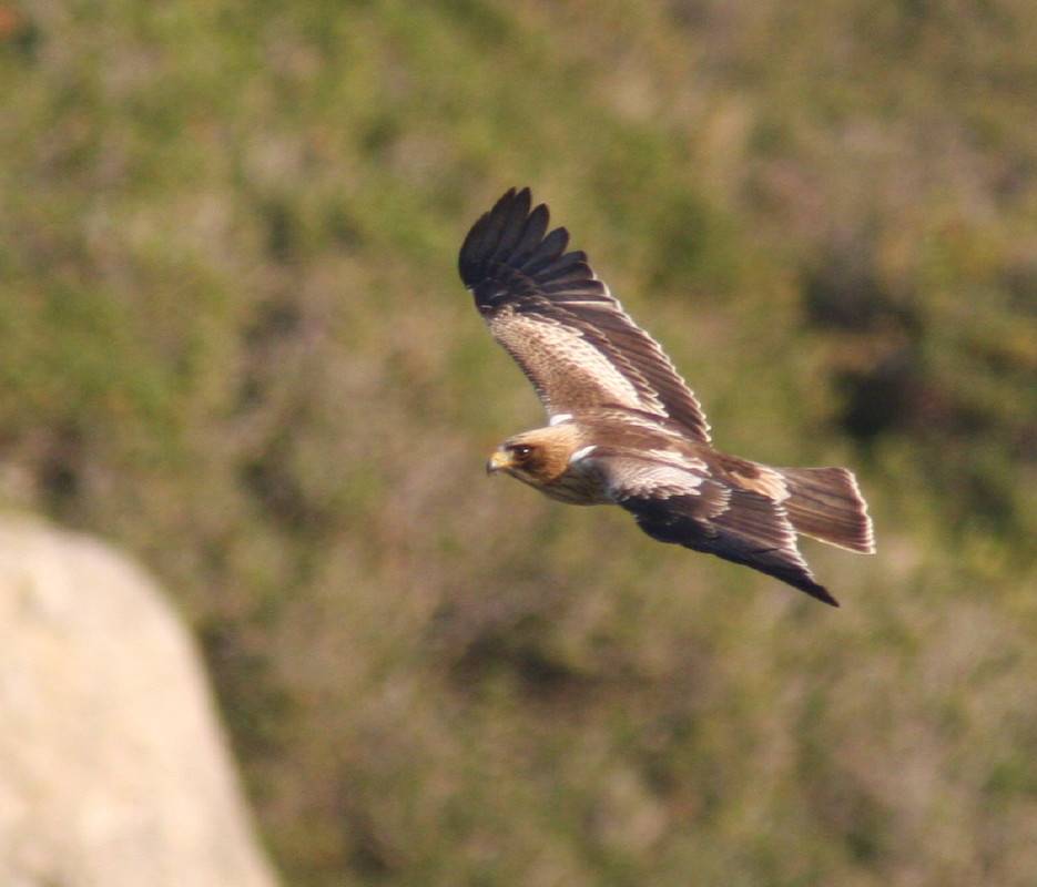 Booted Eagle