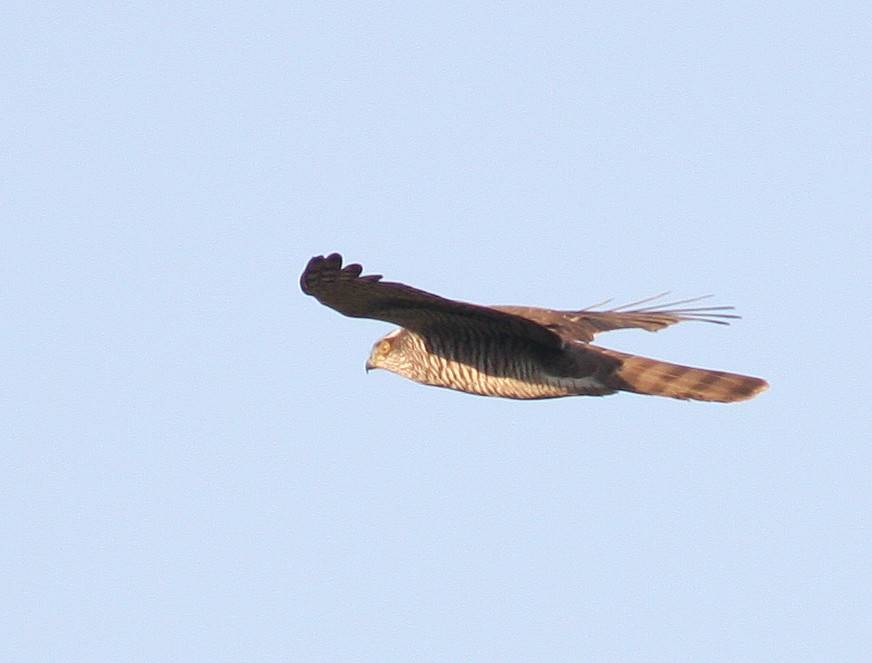 Sparrowhawk