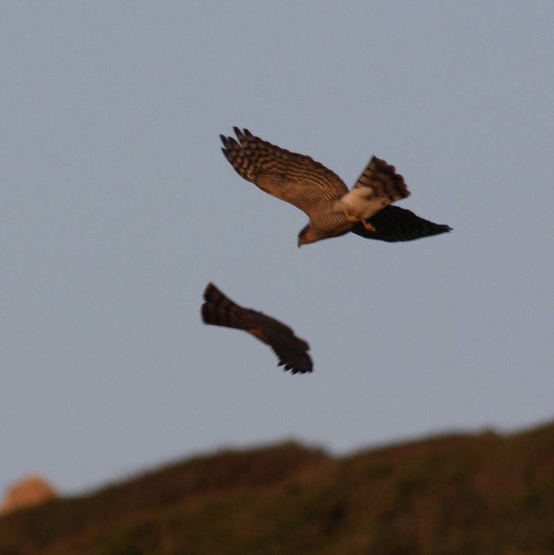 Sparrowhawk