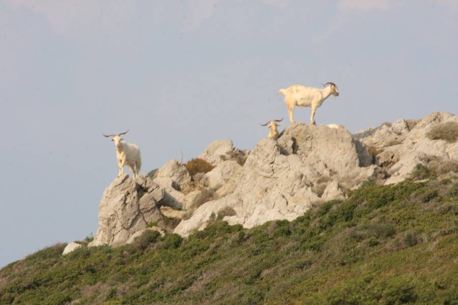Island goats