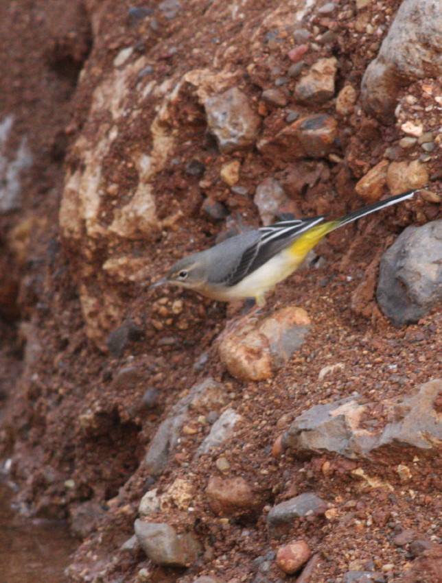 Grey Wagtail