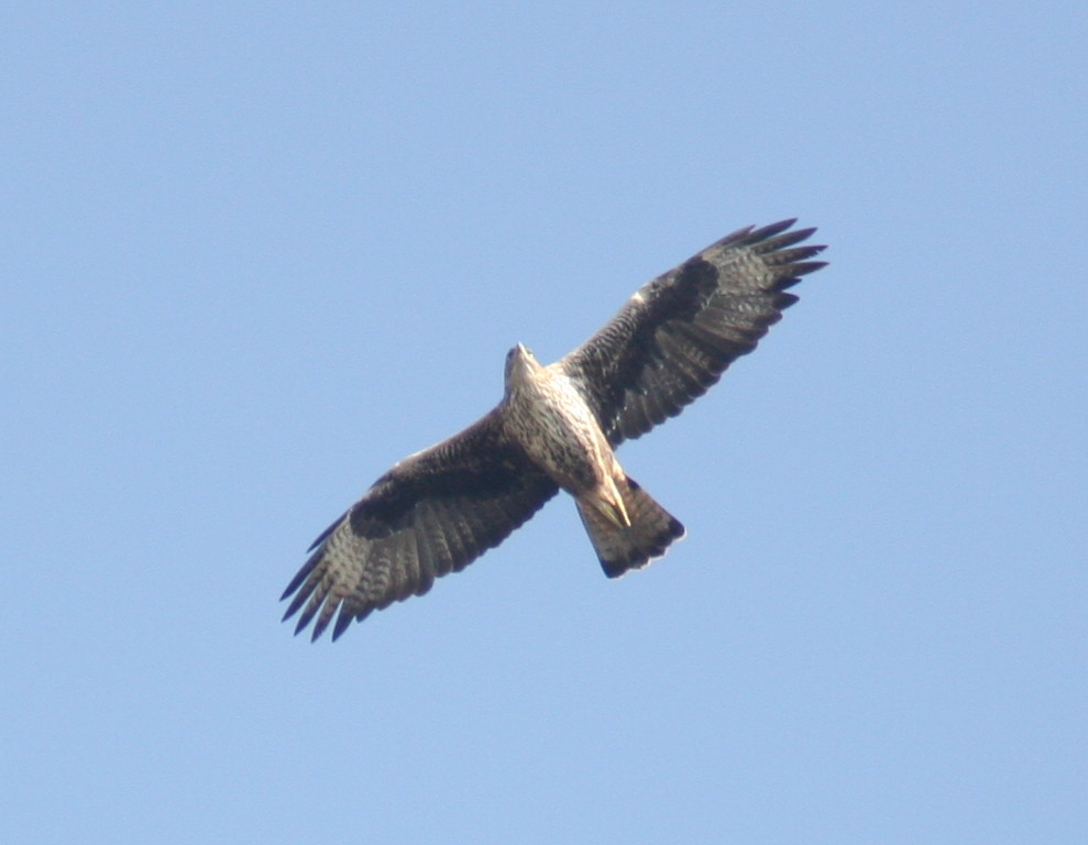 Bonelli's Eagle