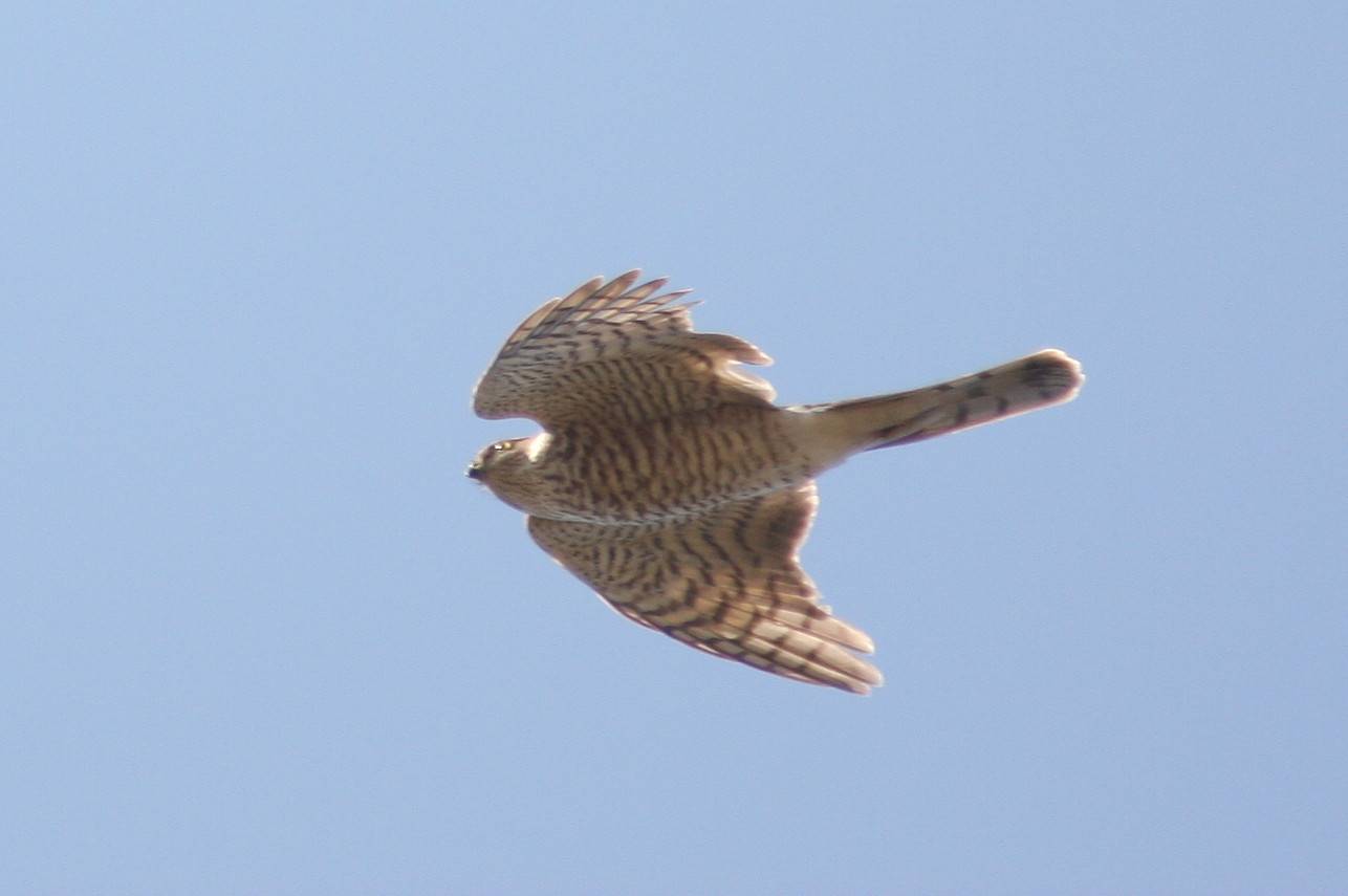Sparrowhawk