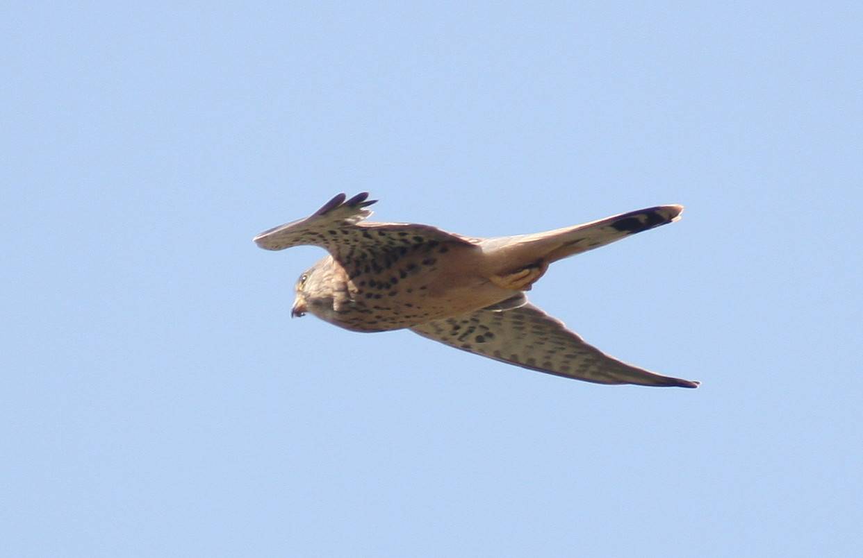 Kestrel