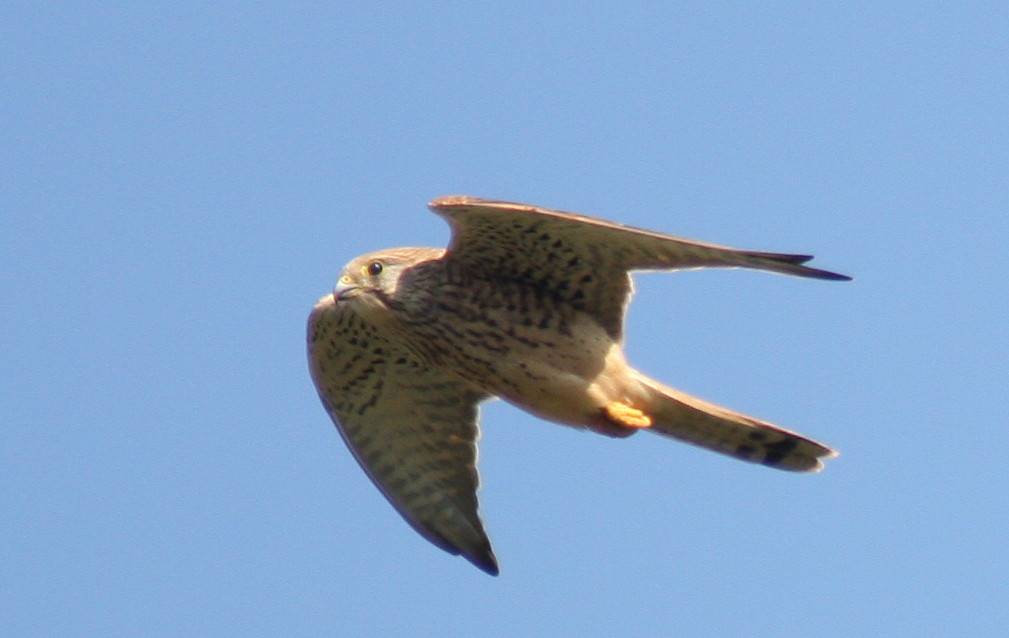 Kestrel