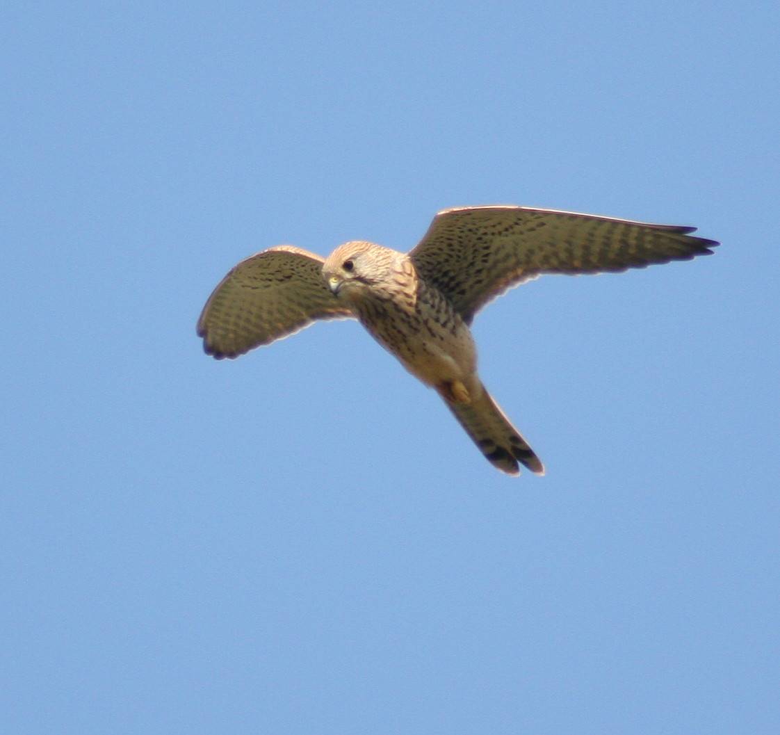 Kestrel