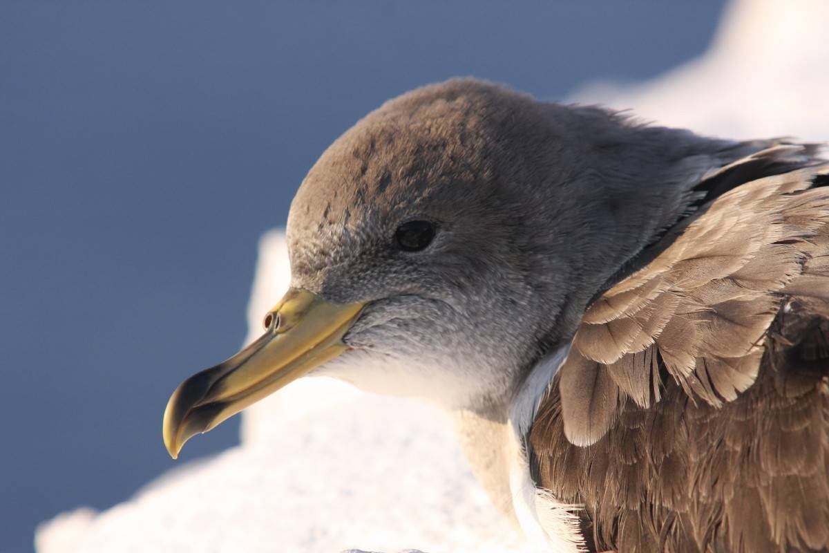 Cory's Shearwater