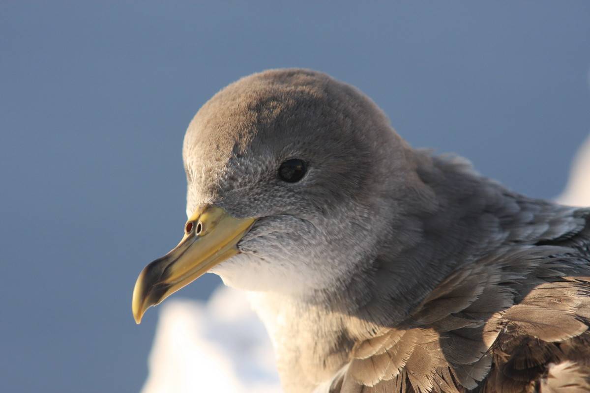 Cory's Shearwater