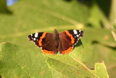Red Admiral Butterfly
